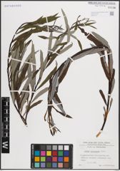 Foto von Salix eleagnos Scop.